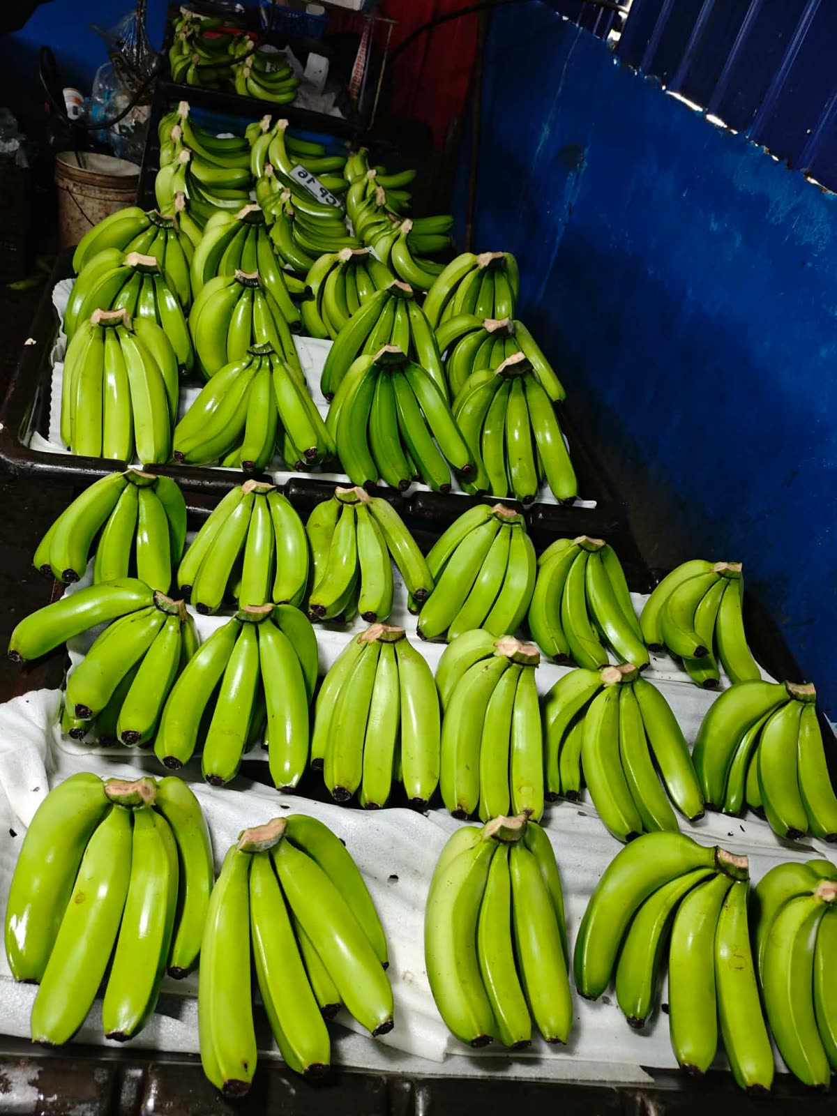 Freshly washed green super-highland Cavendish cluster bunches arranged on packing trays