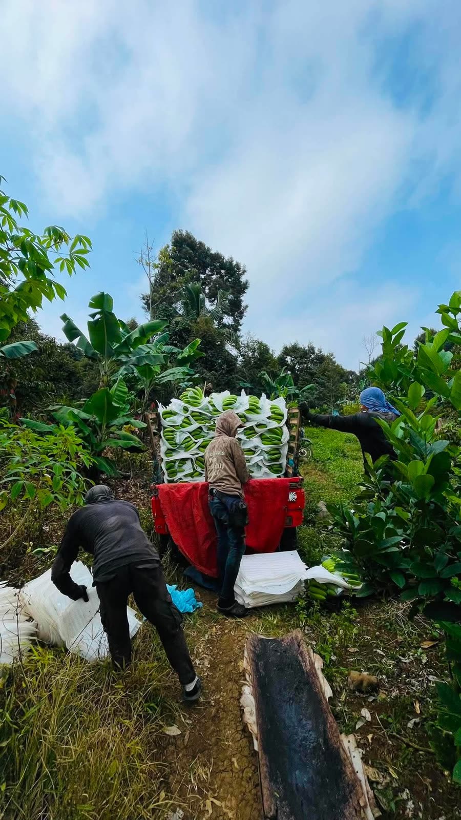 Harvest crew hauling banana clusters from a highland farm