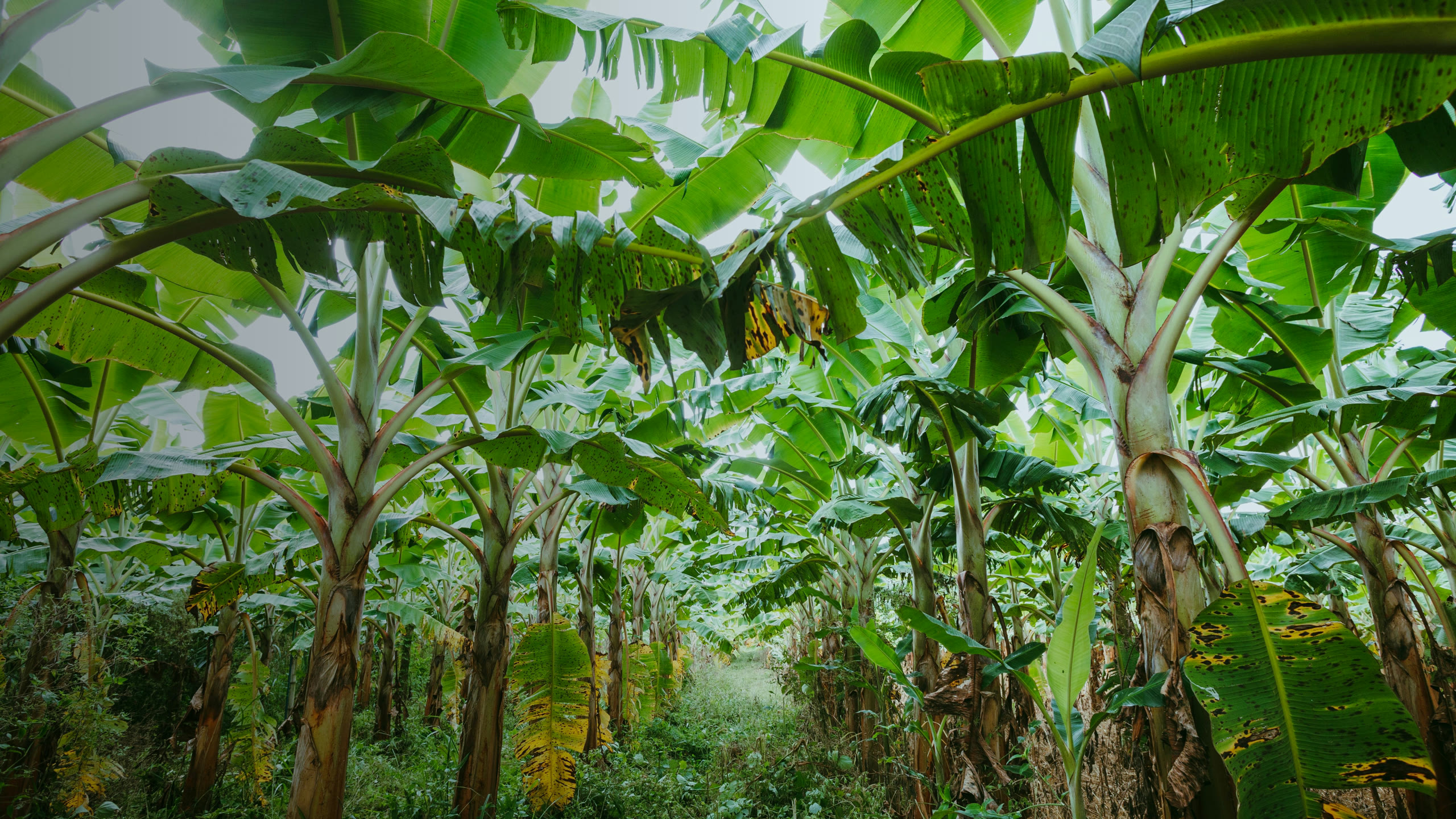 Avenue of banana plants under a bright tropical canopy on a highland farm