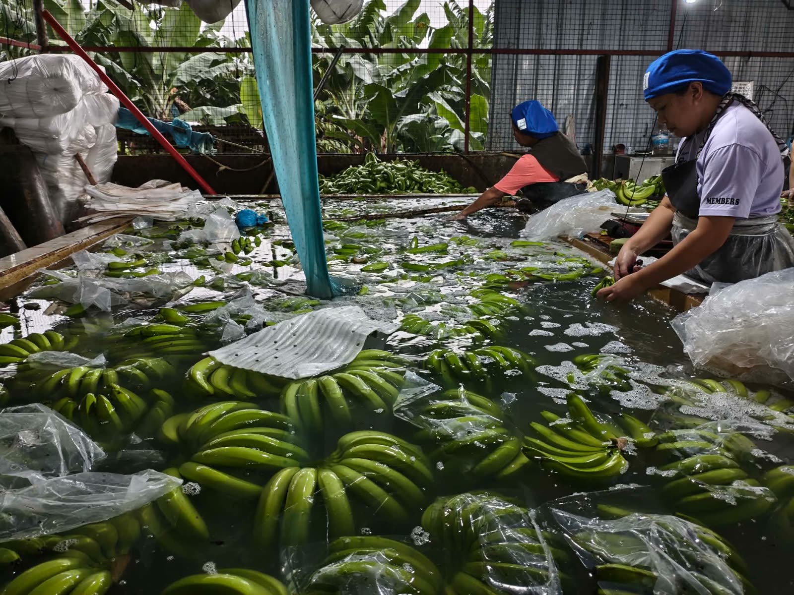 Workers sorting banana clusters in the packinghouse wash tank before packing