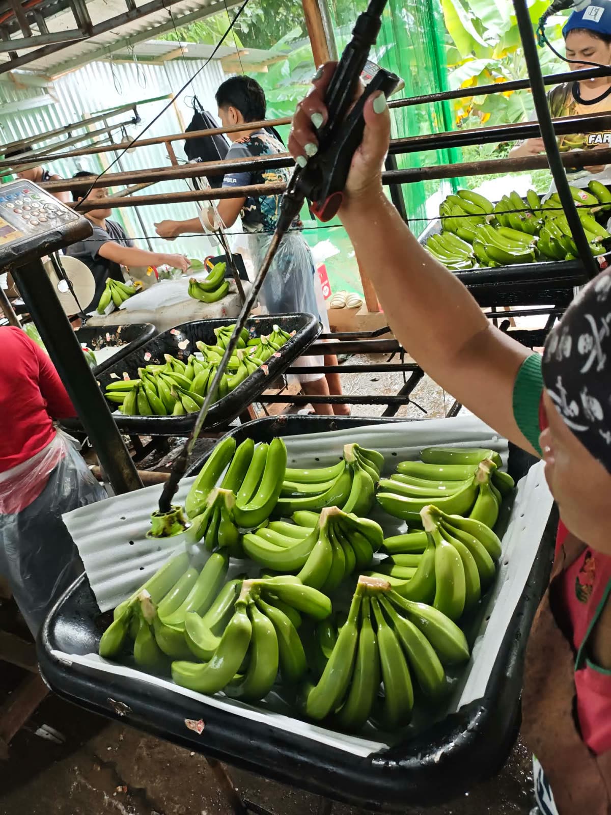 Worker applying crown-spray treatment to weighed banana clusters at the packinghouse