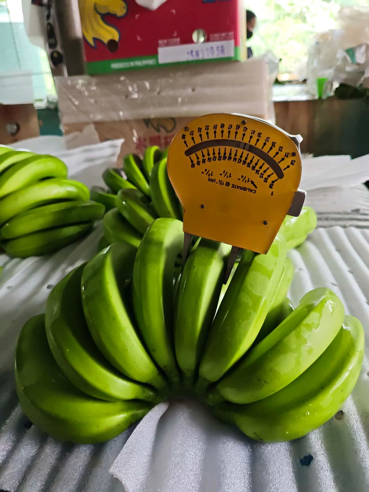 Caliper gauge measuring the finger grade of a banana cluster on the packing line