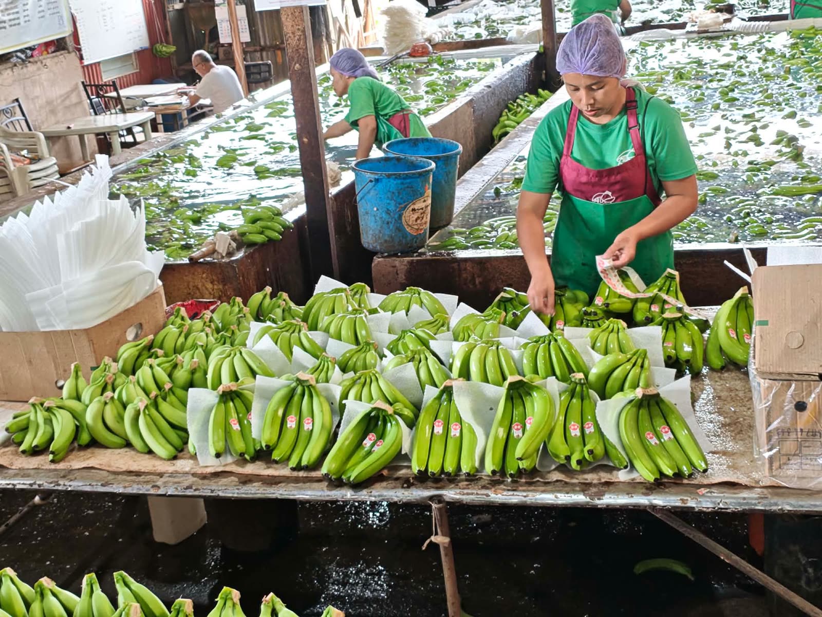Workers packing highland Cavendish bananas at the Banexco packinghouse in Davao