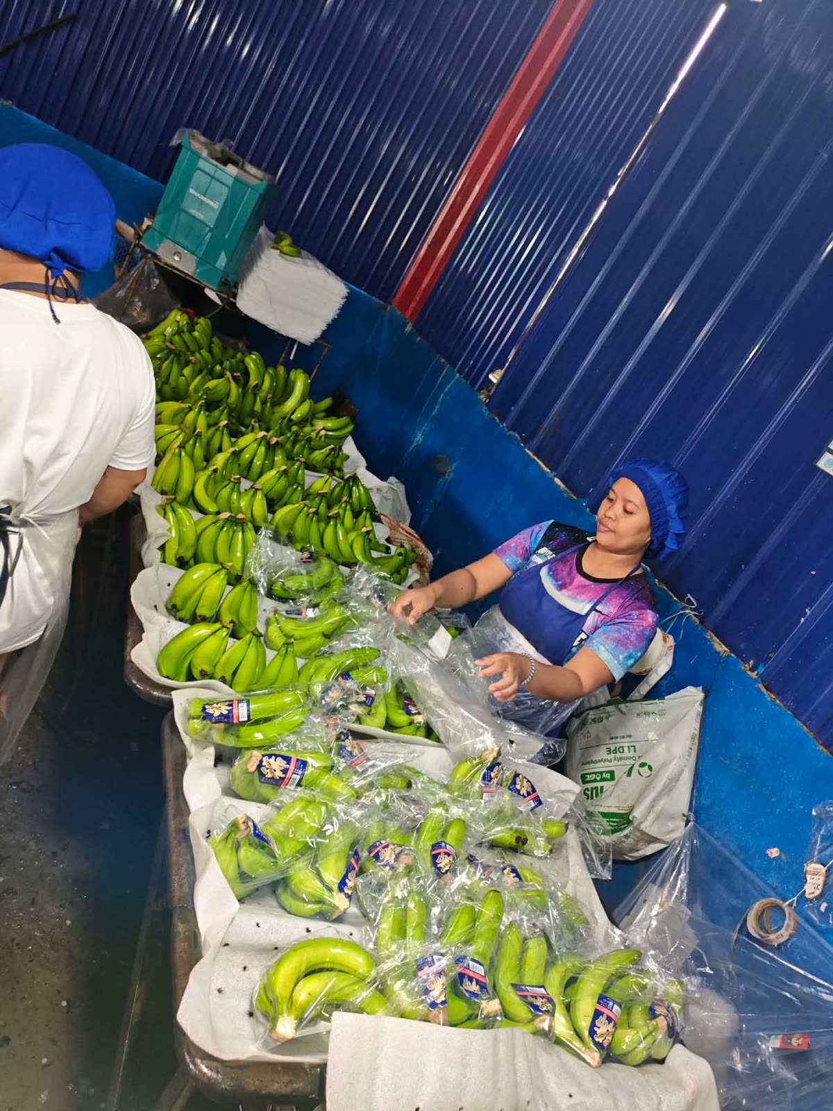 Worker bagging labeled export banana clusters at the packing line, finished packs in the foreground