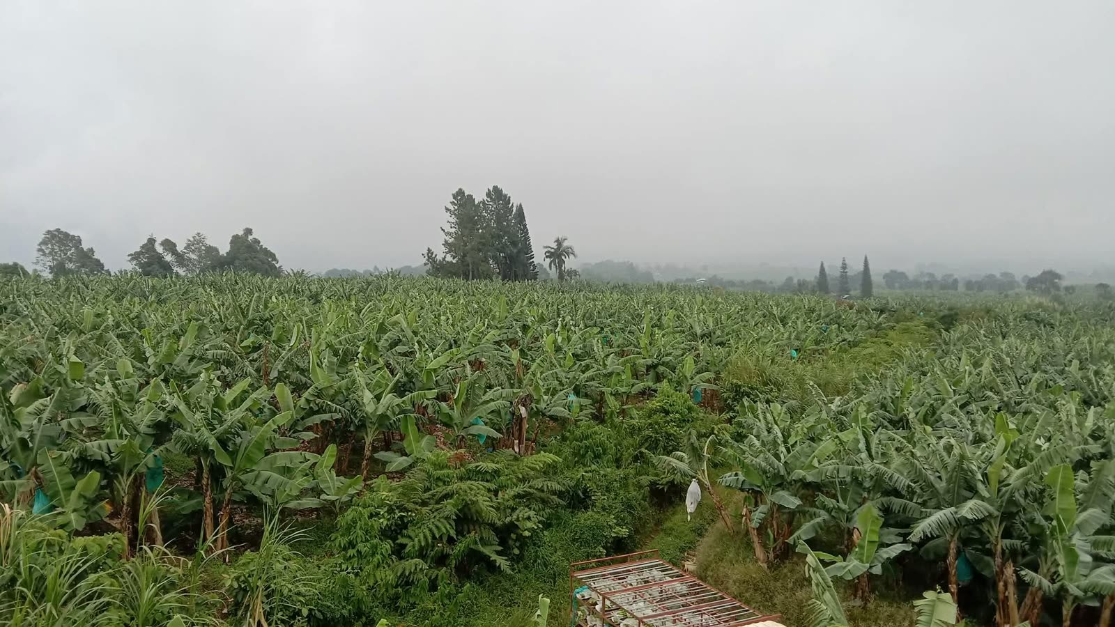 Highland banana plantation rows under a misty sky, bagged bunches dotted through the canopy
