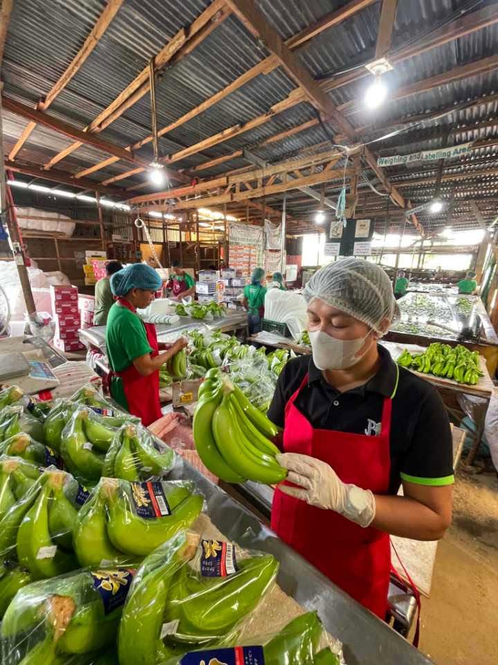 Inspector holding up a banana cluster fan for checking at the weighing and labeling area