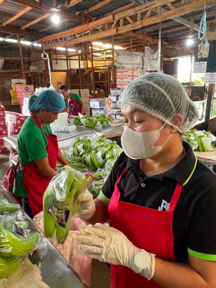 Masked quality-control inspector examining a bagged banana cluster in front of a Sucrex Marketing Corp banner